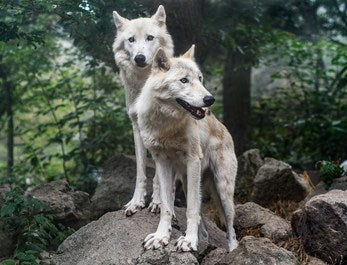 Wolves and Humans