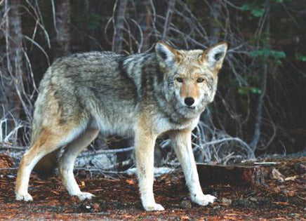 A grey wolf stares towards the camera - Top 10 Facts About Wolves from Wolvestuff