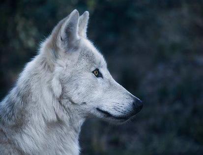 Wolf Myths: Debunked