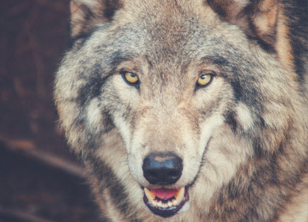 Plan B To Save Wolves - I AM WOLF NATION