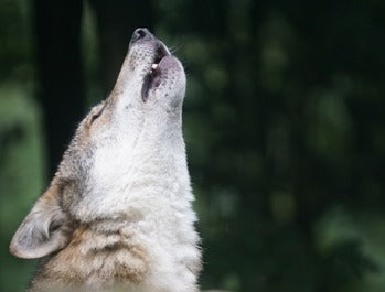 What’s in the Wolves’ Howl?