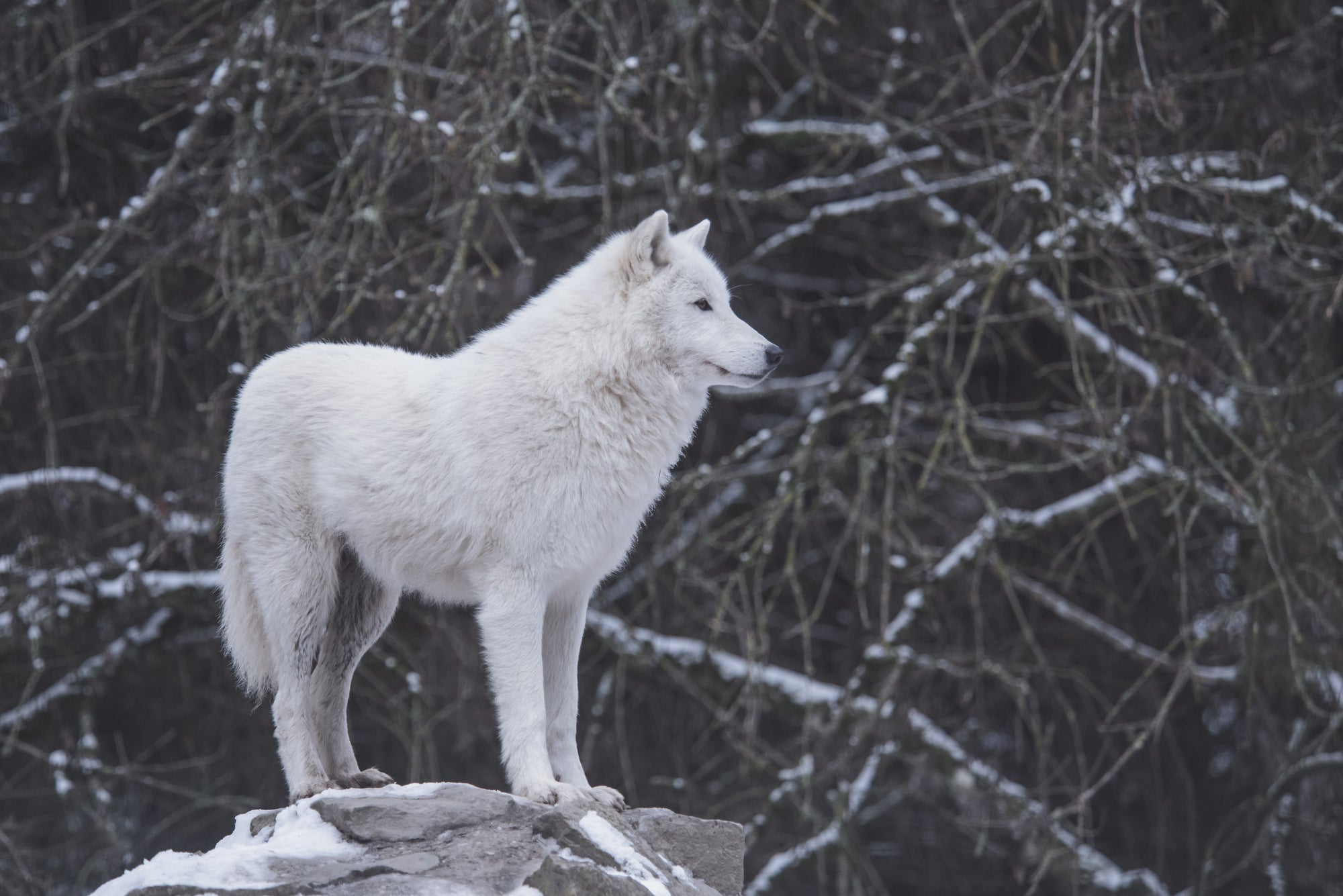A Look into Arctic Wolves
