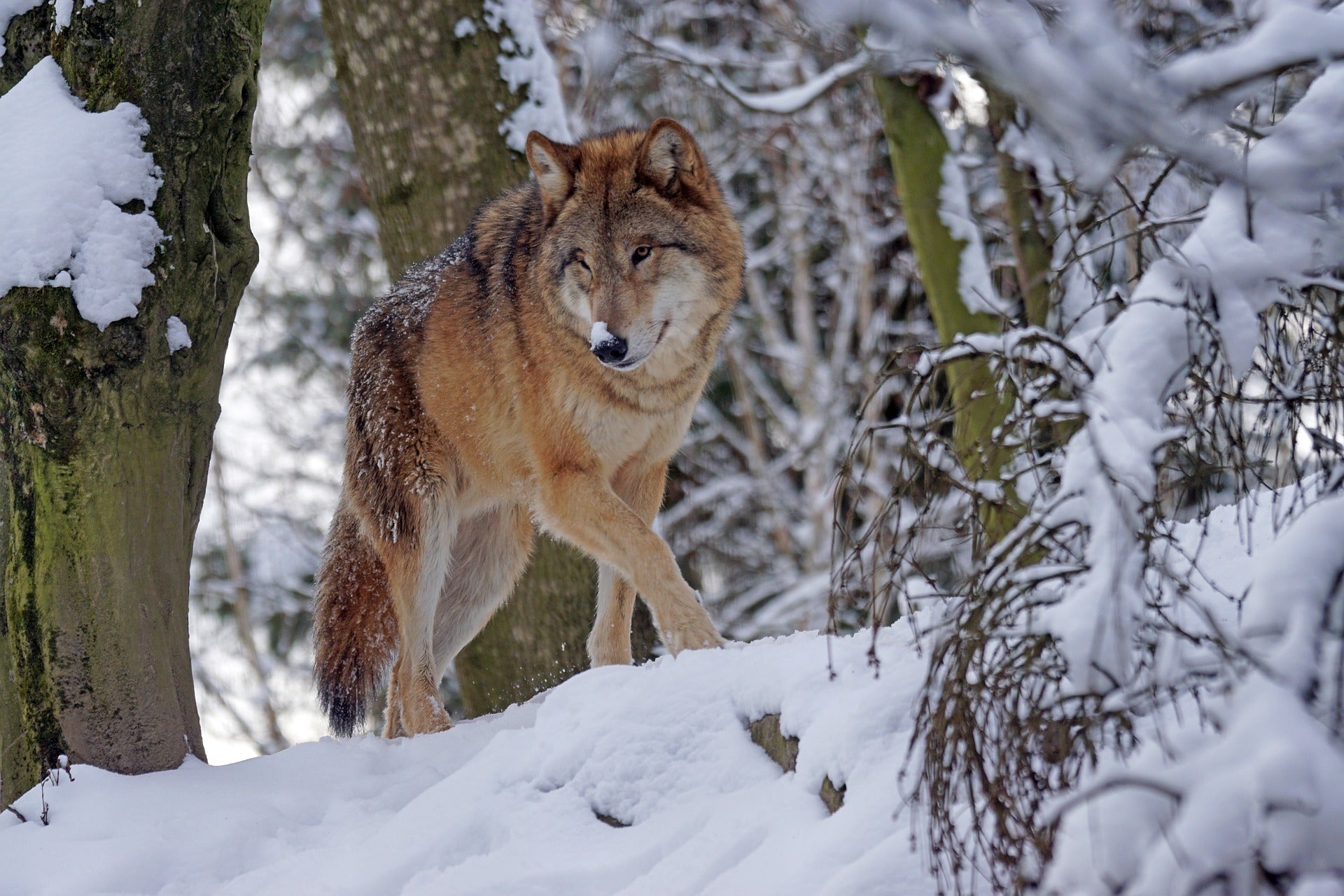 Social Distancing? Learn from Wolves