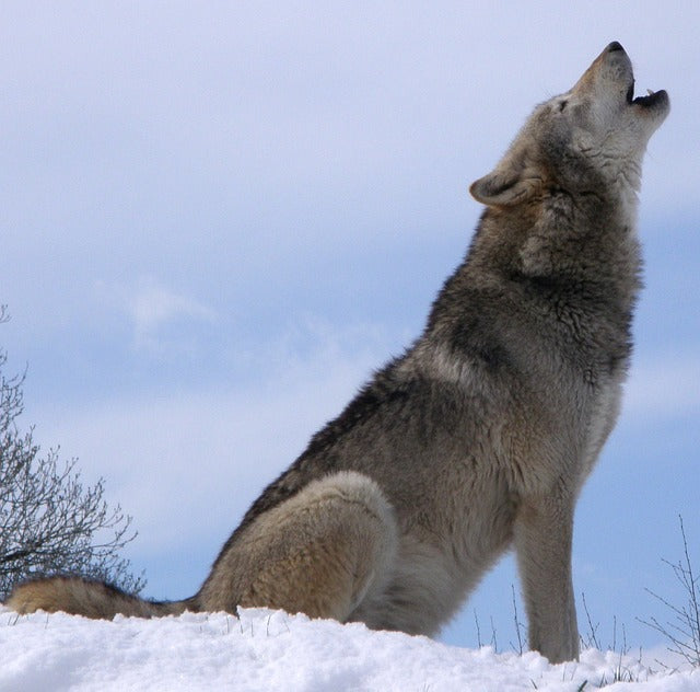 Wolves' Body Language