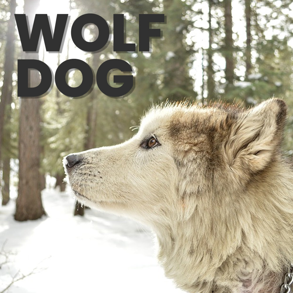 10 Ways to Find Out If Your Dog is Part Wolf