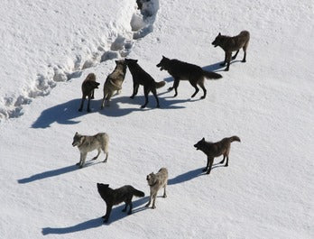 We Are Wolf Pack